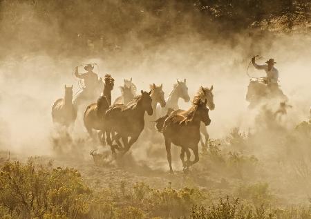 Tending the Herd