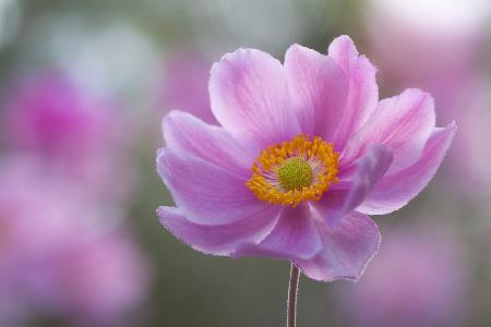 Morning Anemone