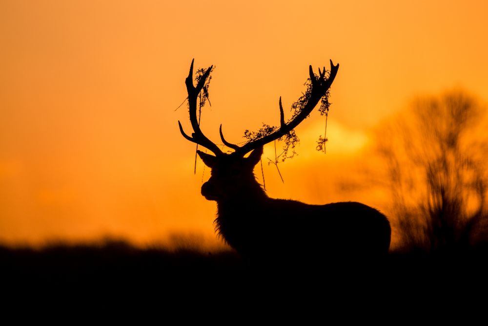 Red Deer Stag Silhouette a Stuart Harling