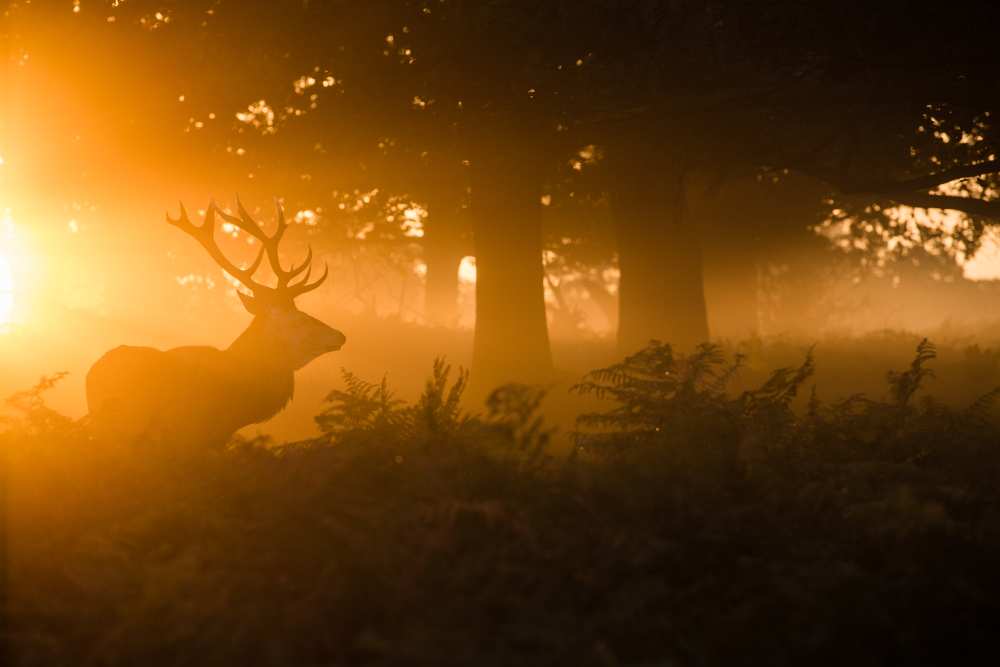 Stag in the mist a Stuart Harling
