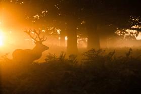 Stag in the mist