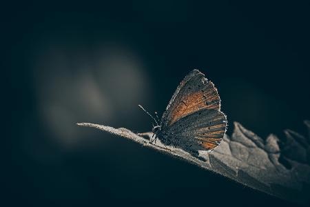 Old Blue catching the light