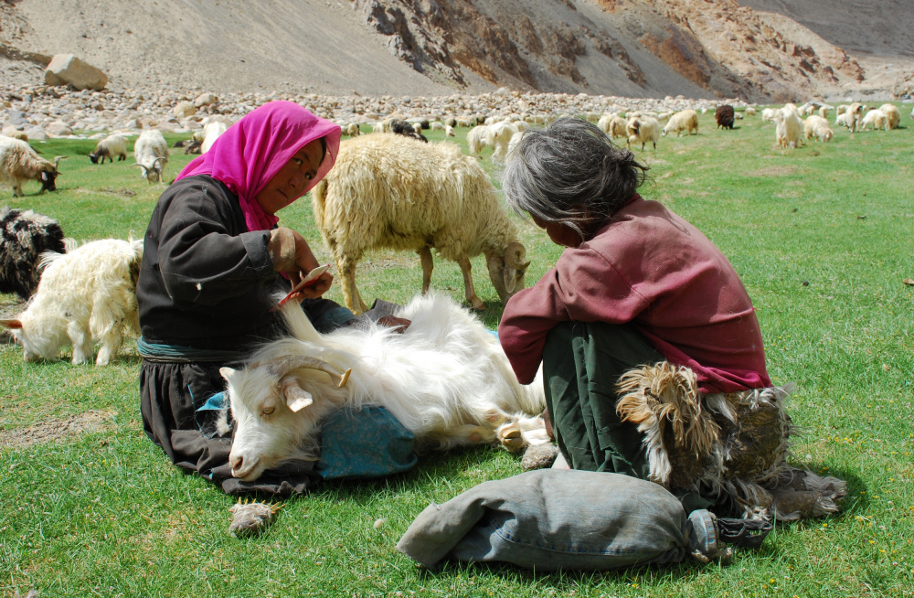 Combing the Sheep a Subhash Sapru