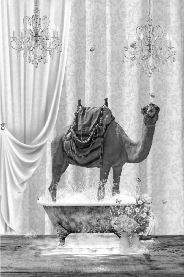 Camel &amp; Bubbles Black &amp; White