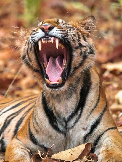 The Yawning Tiger