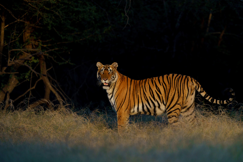 Flaming Tigress Riddhi a Sumangal Sethi