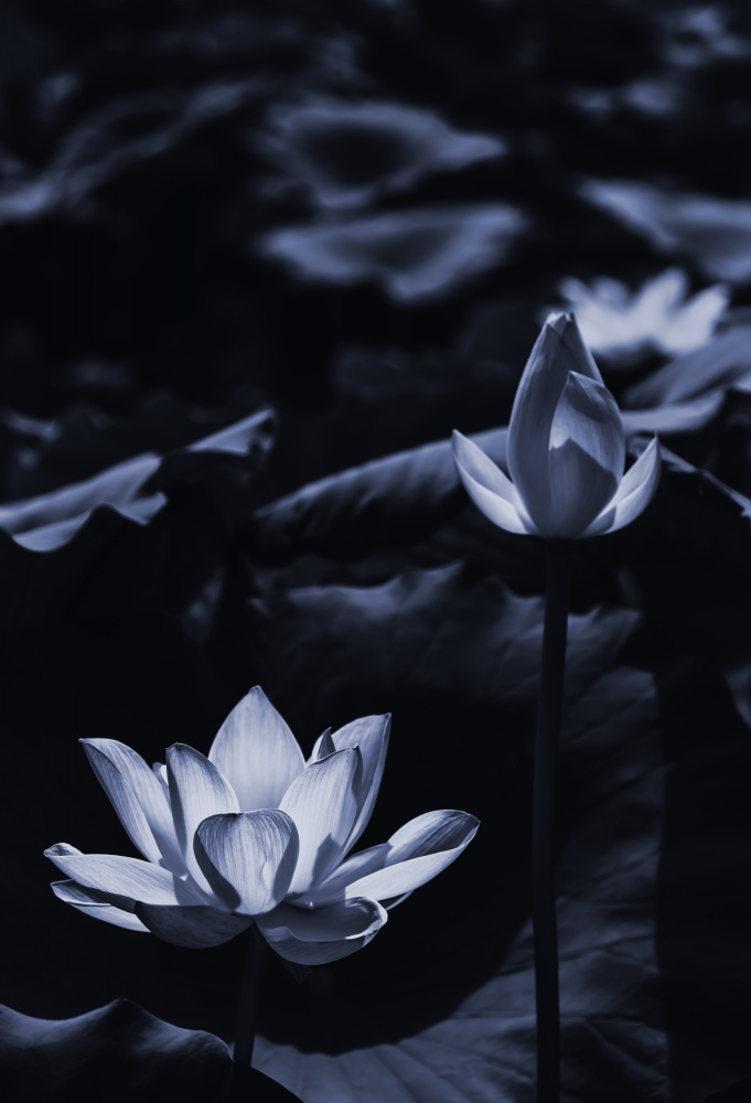 Midsummer lotus field_bi a Sunao Isotani