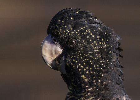 Close up to a Cockatoo