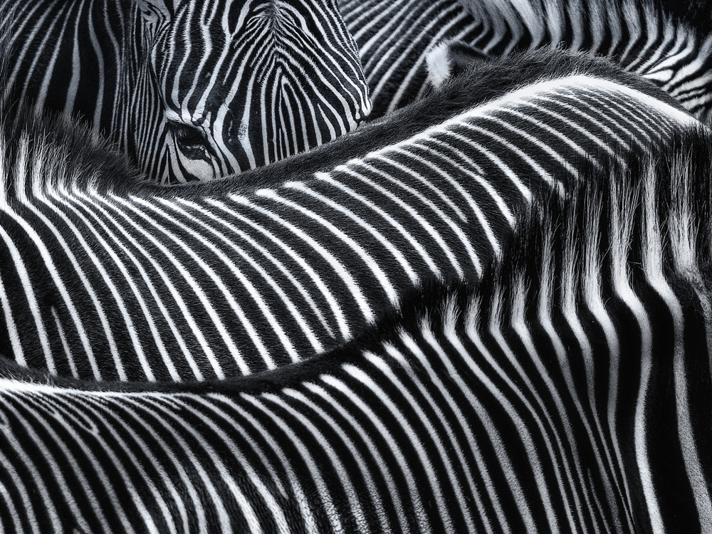 Lost in stripes a Susanne Landolt