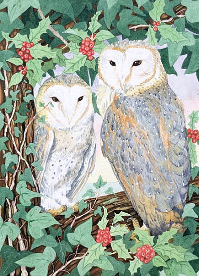 Barn Owls  a Suzanne  Bailey