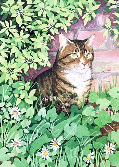 Jackie''s Cat (garden design)  a Suzanne  Bailey