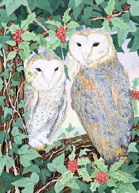 Barn Owls 