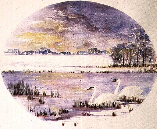 Swans on the Lake (w/c) a Suzi  Kennett