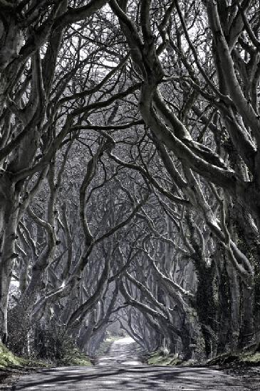 Dark Hedges