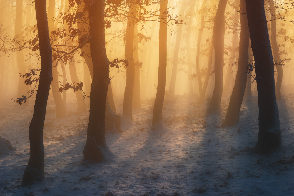 Winter forest a Szabo Zsolt Andras