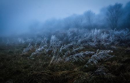 Frosty day