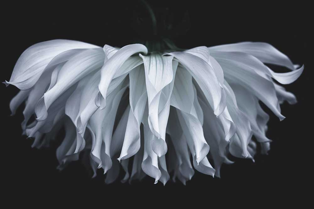 Flare flower a Takashi Suzuki