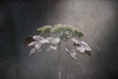 Withered hydrangea