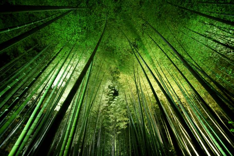 Bamboo night a Takeshi Marumoto