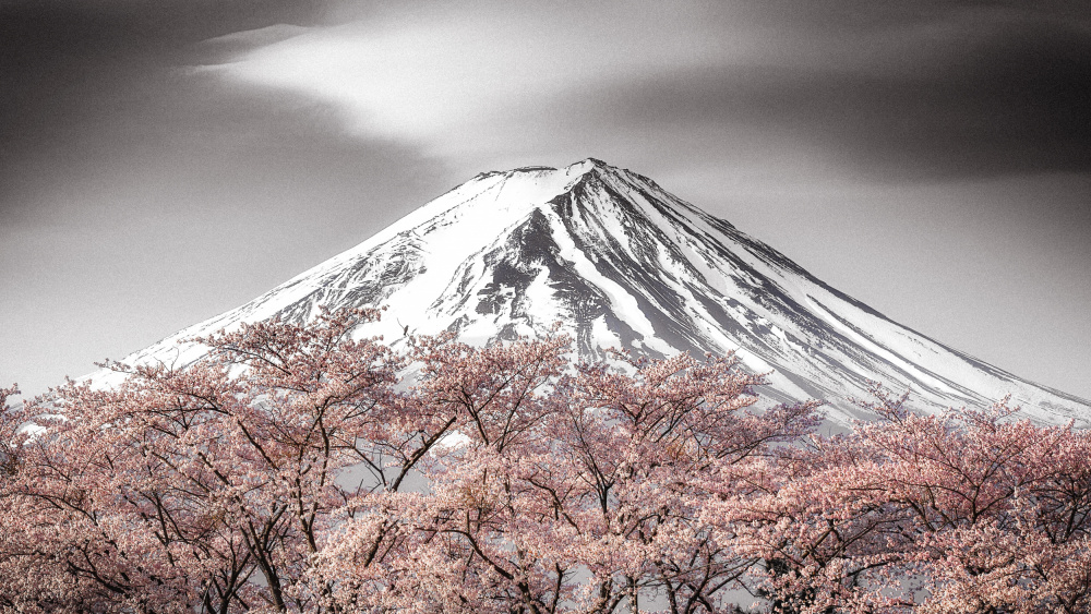 Sakura Fuji a Takeshi Mitamura