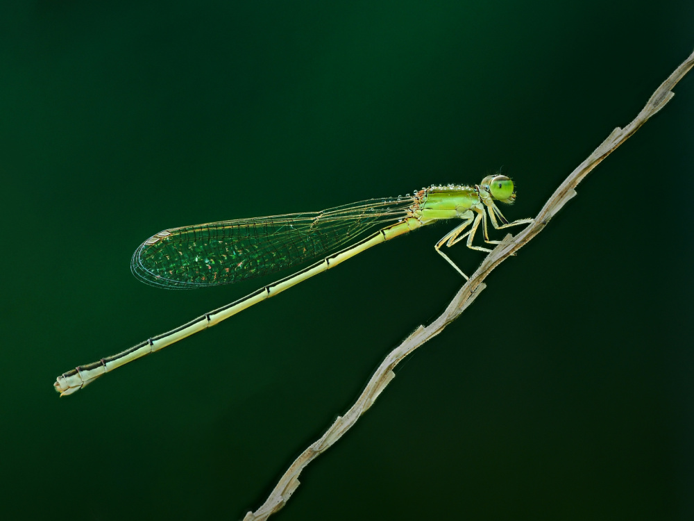 thread dragonfly a Takiko Hirai