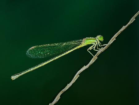 thread dragonfly