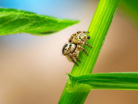 jumpingspider