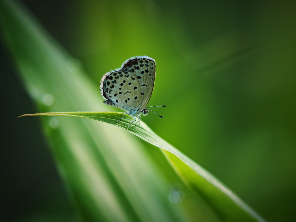 where the light shines a Takiko Hirai