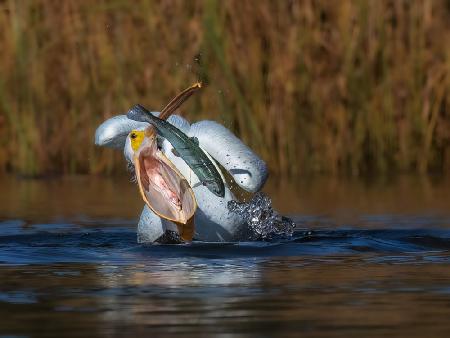 American white pelican