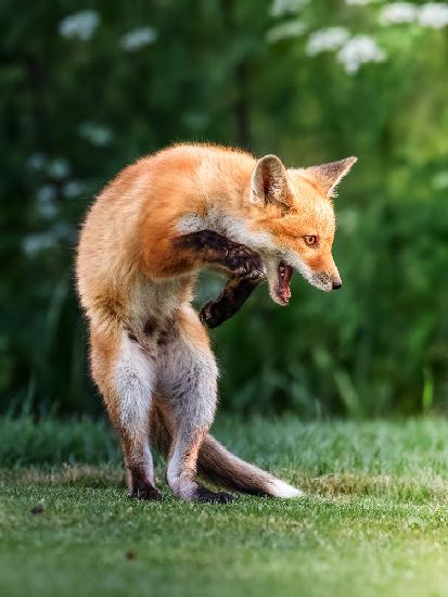 red fox