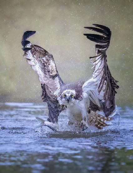 Osprey