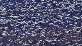 Snow Geese