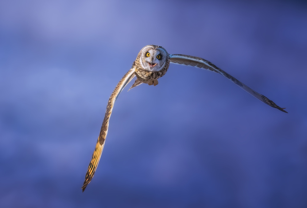Short-eared Owl a Tao Huang