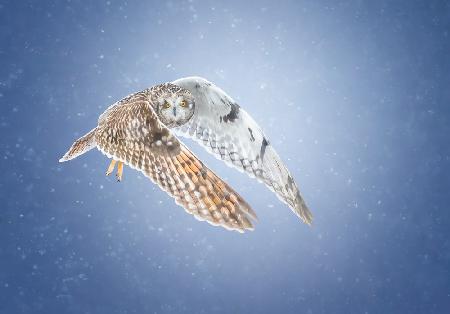 Short-eared Owl