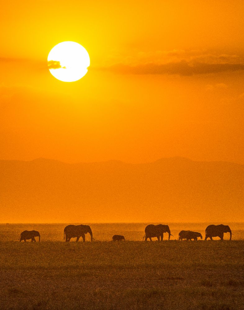 Elephants at Sunset a Ted Taylor