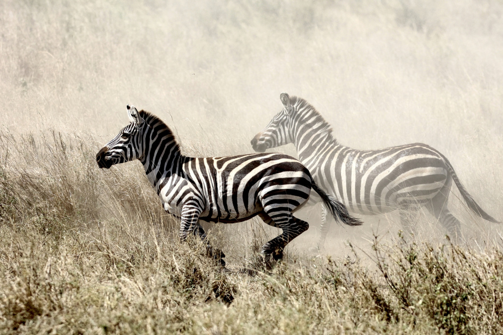 The Zebra Chase a Tereza Frank