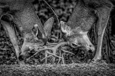 Dueling Deers