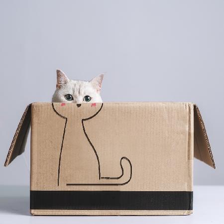 Cat in the box