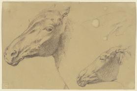 Kopf eines Pferdes sowie eines Fohlens nach links