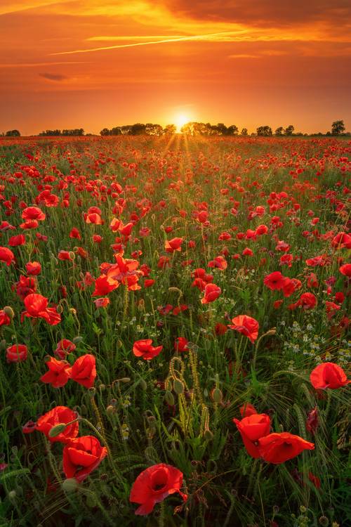 Blooming poppies at sunset a Tham Do