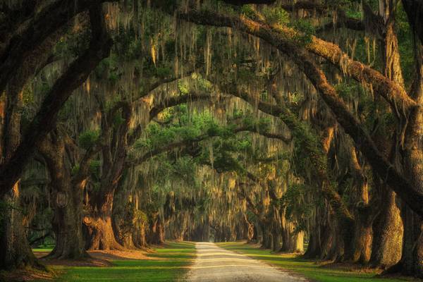 Lowcountry tree tunnel a Tham Do