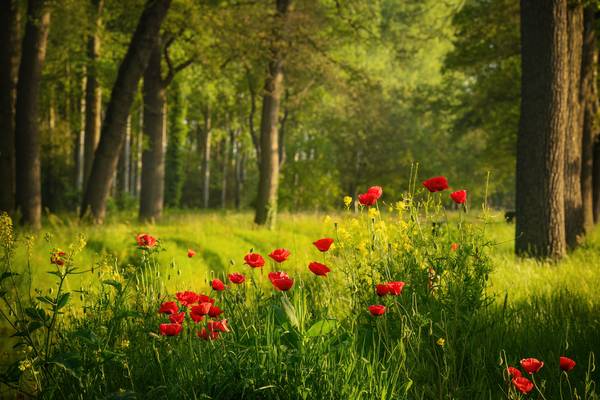Poppies in a Dutch forest a Tham Do