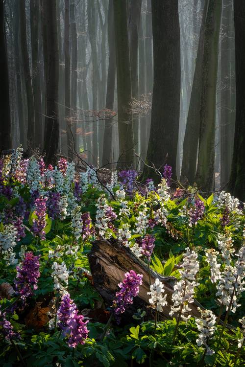 The flower forest a Tham Do