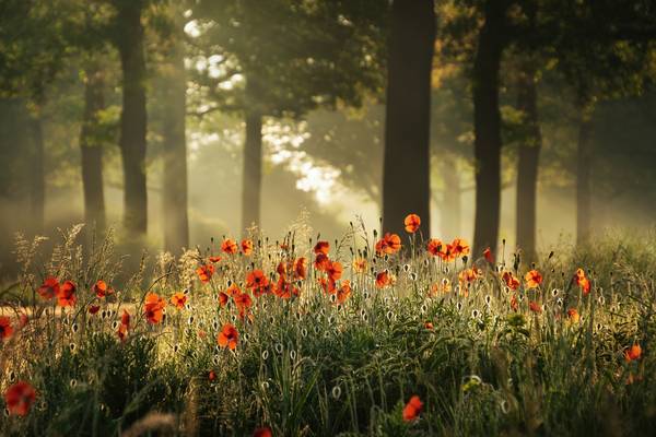 The poppy forest a Tham Do