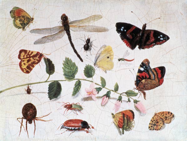 Butterflies, Insects and Flowers a the Elder Kessel