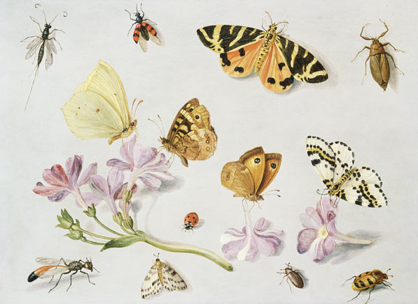 Butterflies, moths and other insects with a sprig of periwinkle a the Elder Kessel