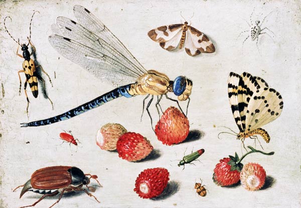 Study of Insects, Butterflies and Flowers a the Elder Kessel