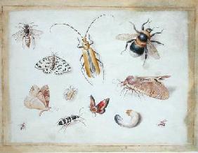 A Study of Butterflies and other Insects