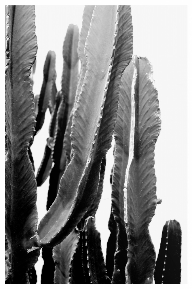 BOHO Cactus a THE MIUUS STUDIO