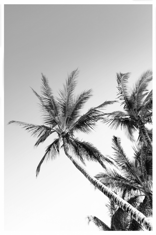 Palms Black and White Photography a THE MIUUS STUDIO